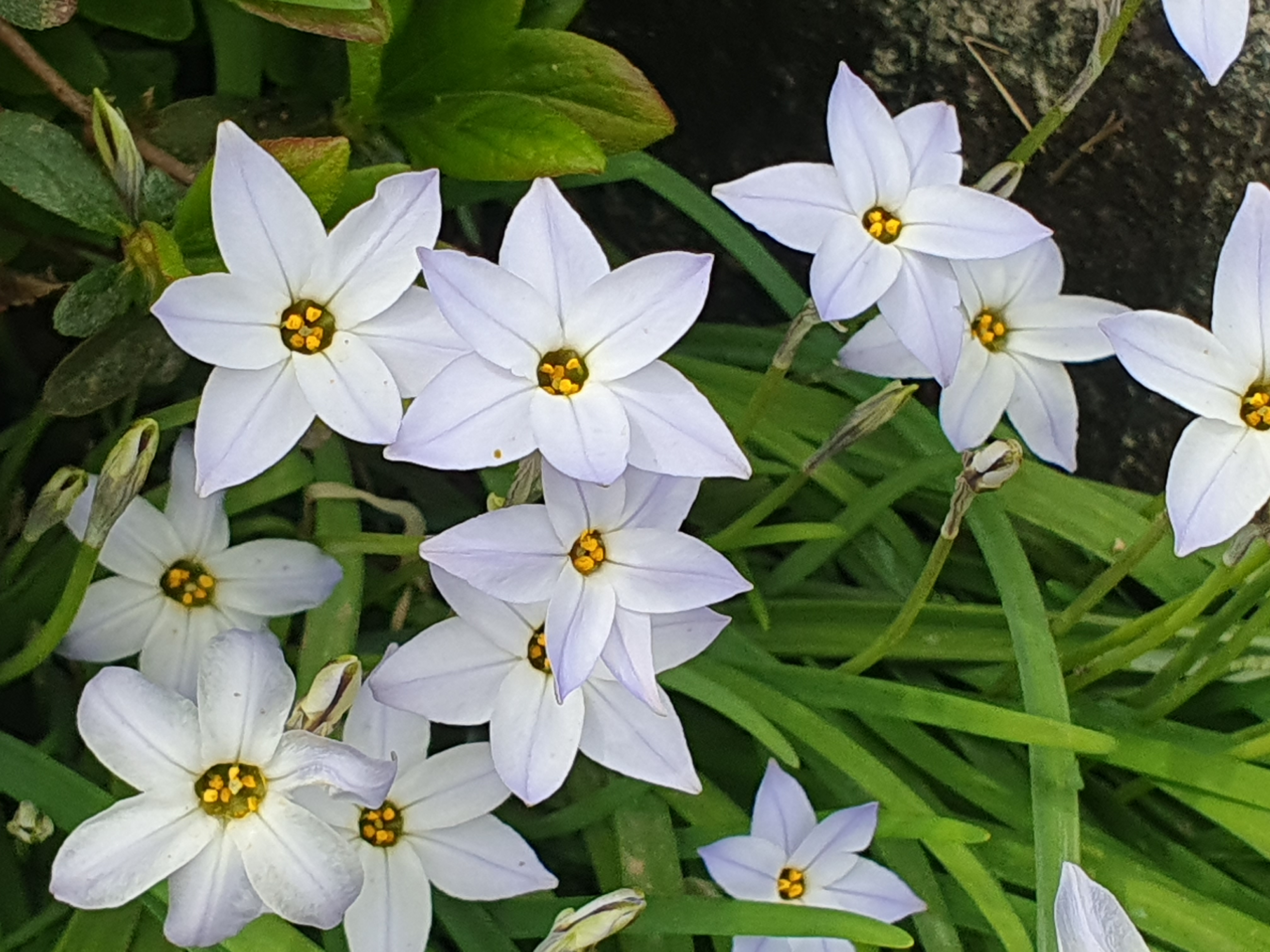 아이페이온(Ipheion)&#44; 향기별꽃&#44; 자화부추&#44; 꽃부추&#44; 춘성화