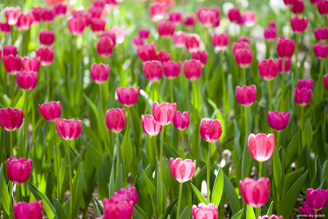 벚꽃 뒤의 튤립, 서울 성수동 튤립명소 '서울숲' 16