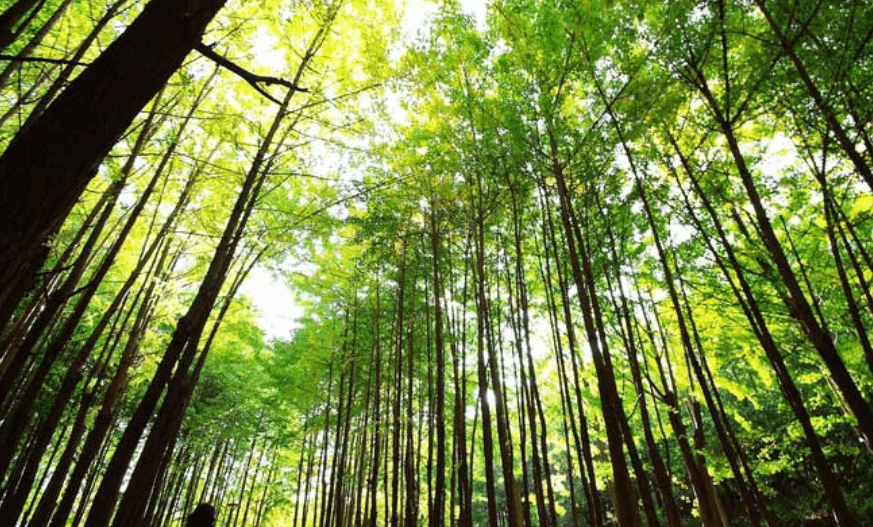 푸른나무가 둘러싸인 서울숲