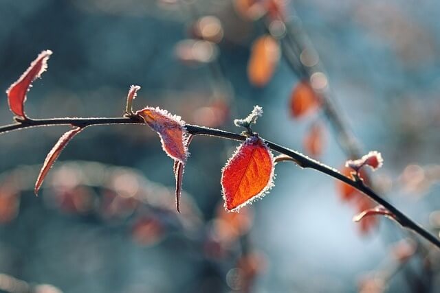 서리가 하얗게 앉은 겨울 나뭇가지