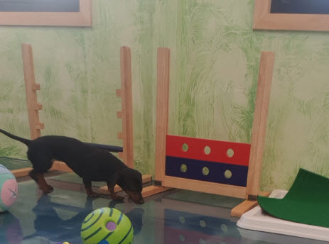 아이들과 항상 붙어있나요? 천안애견호텔 펫시터가 10