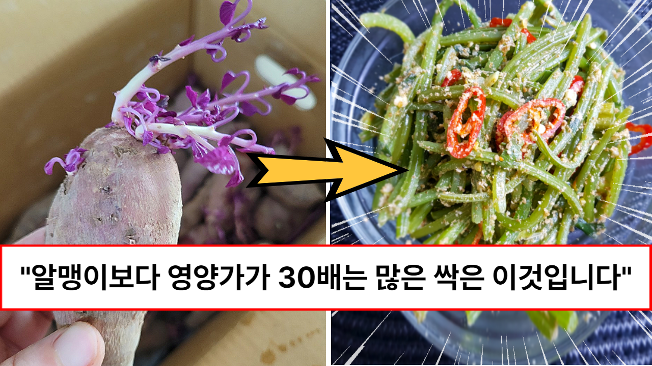 “이제 알맹이말고 여길 드세요” 알맹이보다 영양가가 30배가 많다고 알려진 독이 없는 고구마싹 “이제 알맹이말고 여길 드세요” 알맹이보다 영양가가 30배가 많다고 알려진 독이 없는 고구마싹