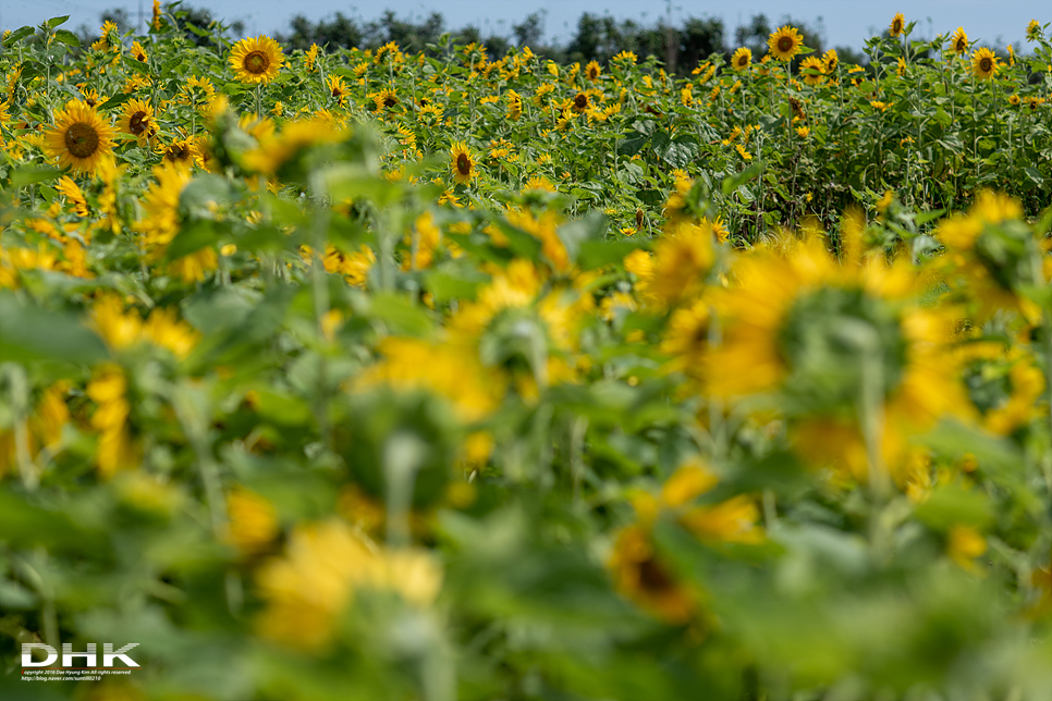 국내 1박2일 여름 여행 추천1박2일 서해 섬여행 신안 가볼만한곳 자은도 1004뮤지엄파크 세계조개박물관, 해바라기 24