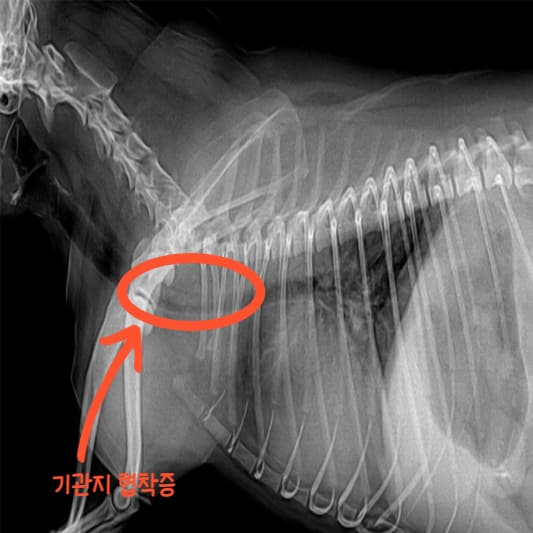 강아지-기관지협착증-사진
강아지-기관지-협착증-엑스레이
강아지-기관지-협착증-XRAY