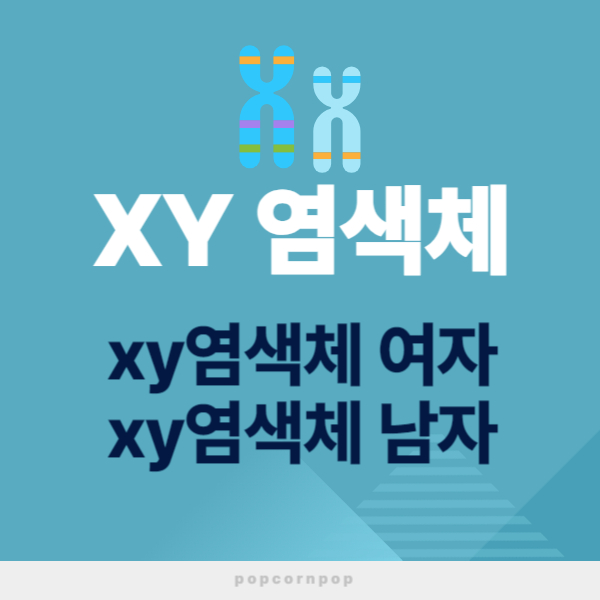 XY염색체란 XY염색체 여자 텍스트 썸네일