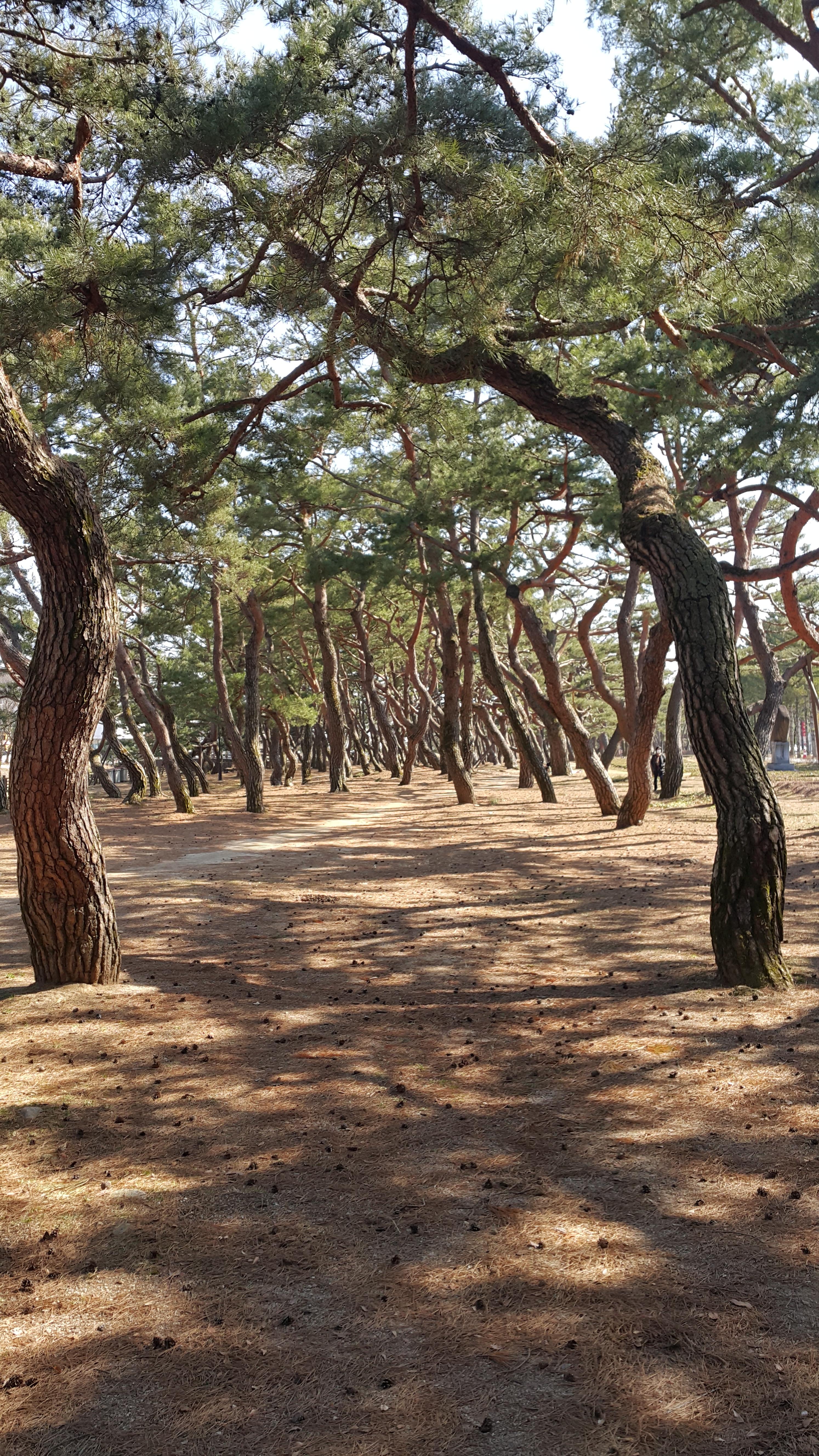  제천 가볼만한곳, 솔밭공원, 제2의림지 다녀왔어요~