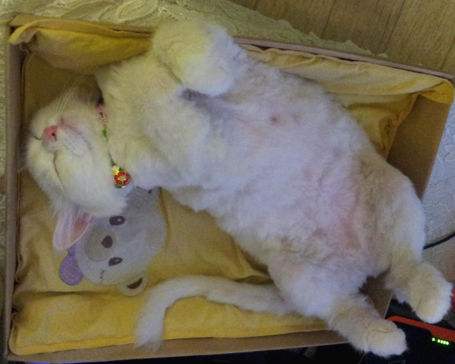  고양이 데려오기 전 준비물..