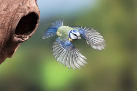 fledge