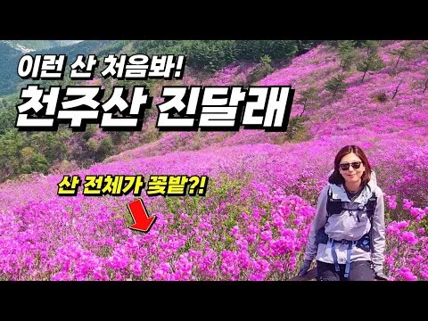 천주산 진달래축제 등산코스 맛집_5