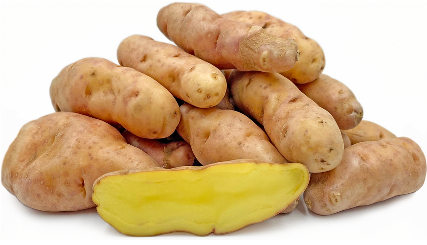  핑크 피어 애플 감자 Pink Fir Apple Potato 에 대해서 알아볼게요.