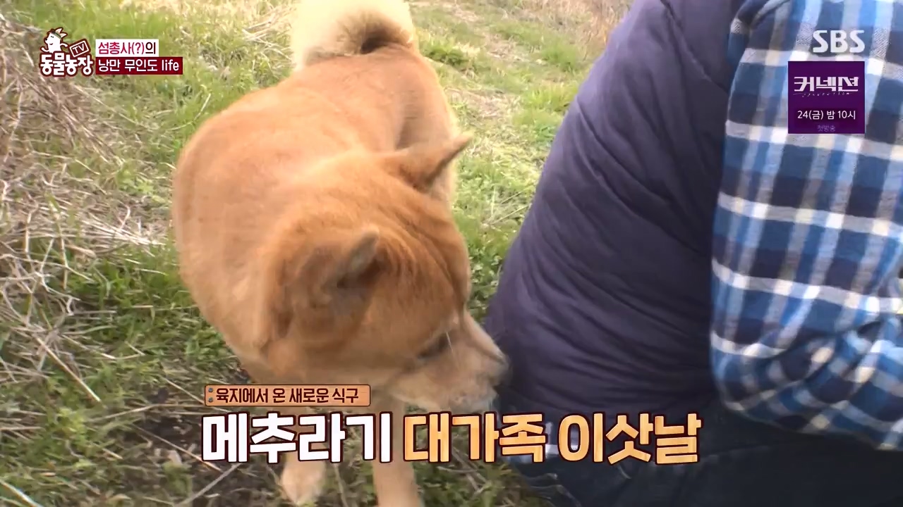 TV 동물농장.E1172.240520p-NEXT.mp4_20240519_165215.562.jpg