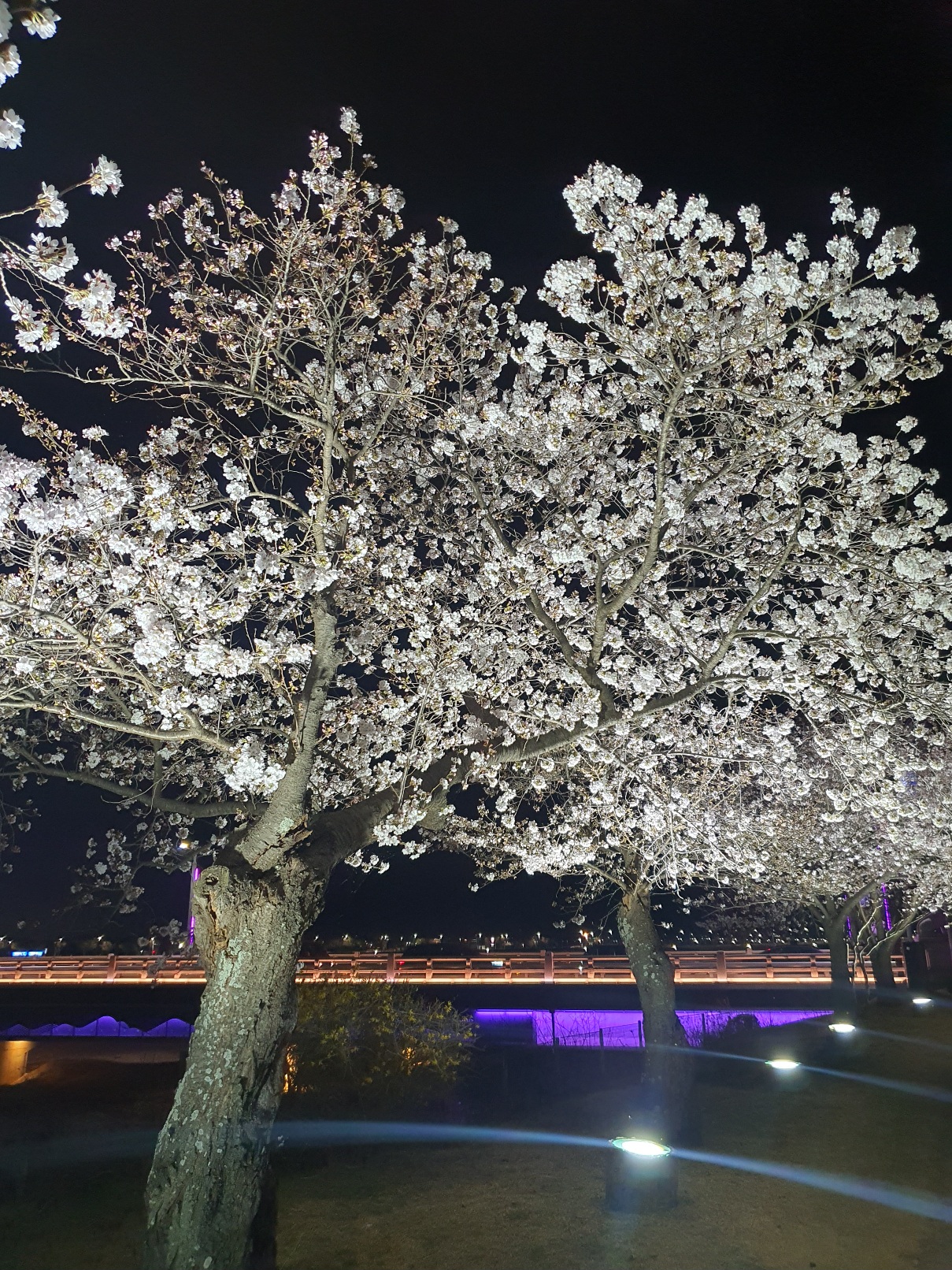 경주-흥무로-벚꽃길