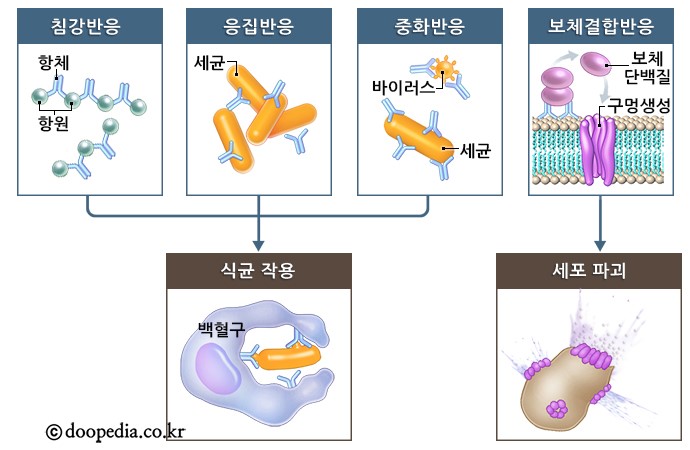 항원항체 반응 종류