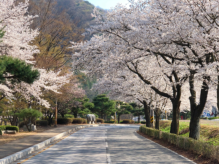 직지사-가는-길