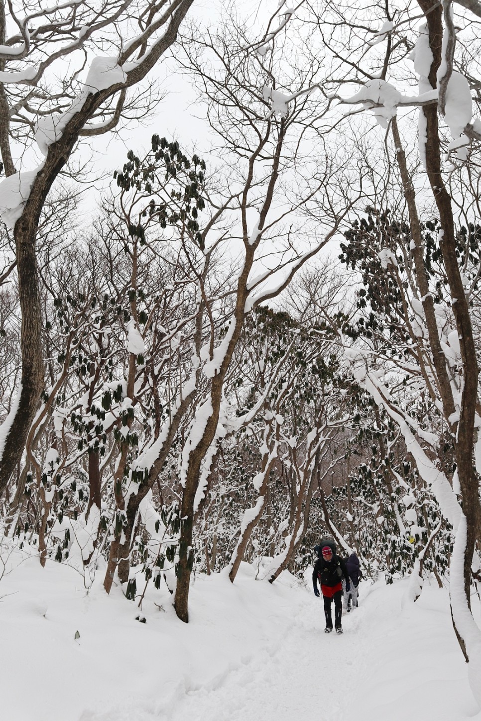 눈쌓인 겨울산 이미지 66