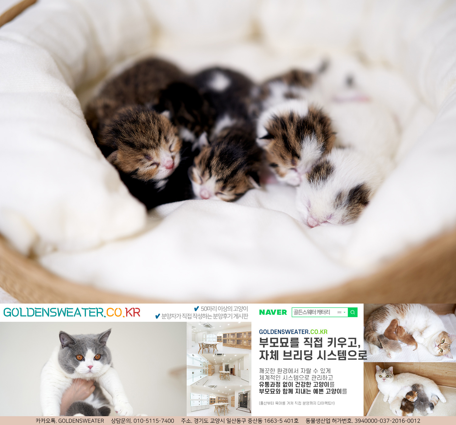 광주고양이분양 어디서 받아야 할지 고민이라면!