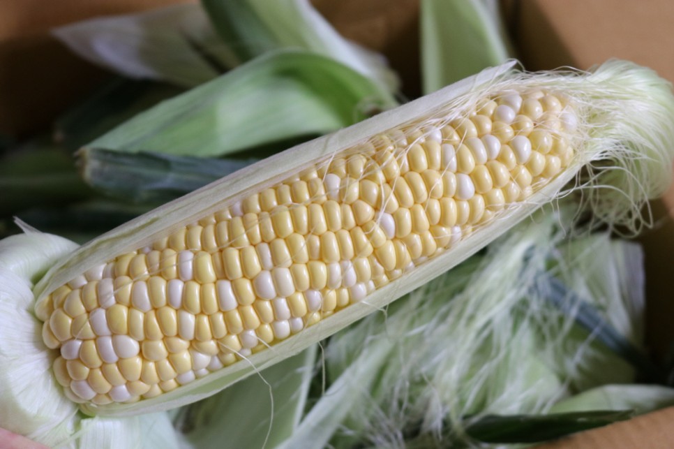 초당 옥수수 보관 냉동 냉장 2가지 방법 27