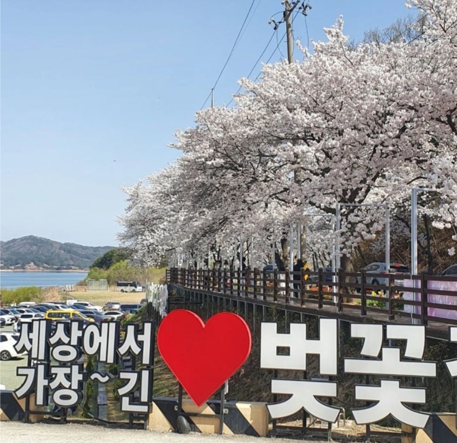 대전 대청호 벚꽃축제 정보 대전 여행