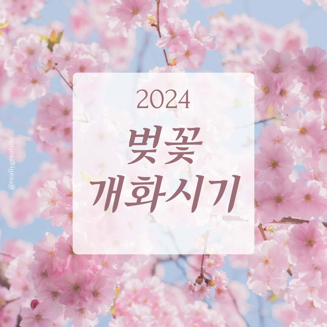 2024 벚꽃 개화시기