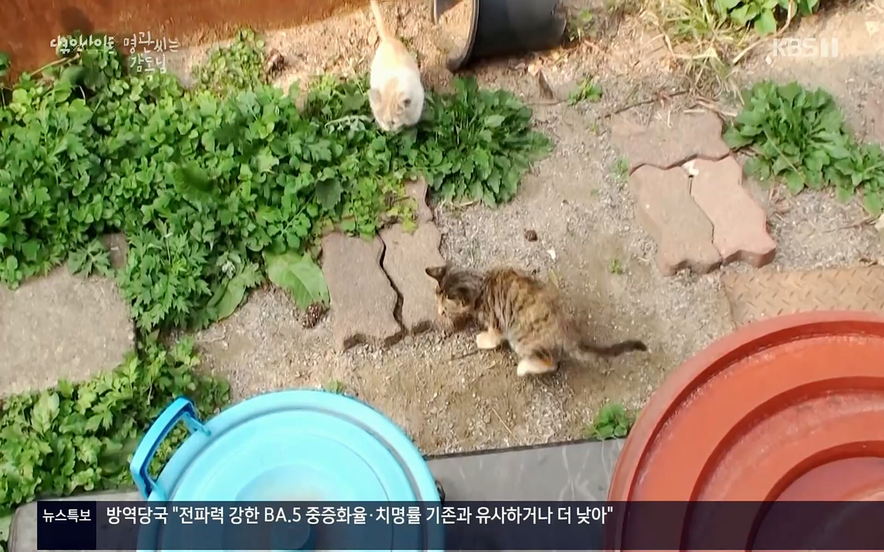 다큐 인사이트.E122.220825p.H264-F1RST.mp4_20220826_152317.681.jpg