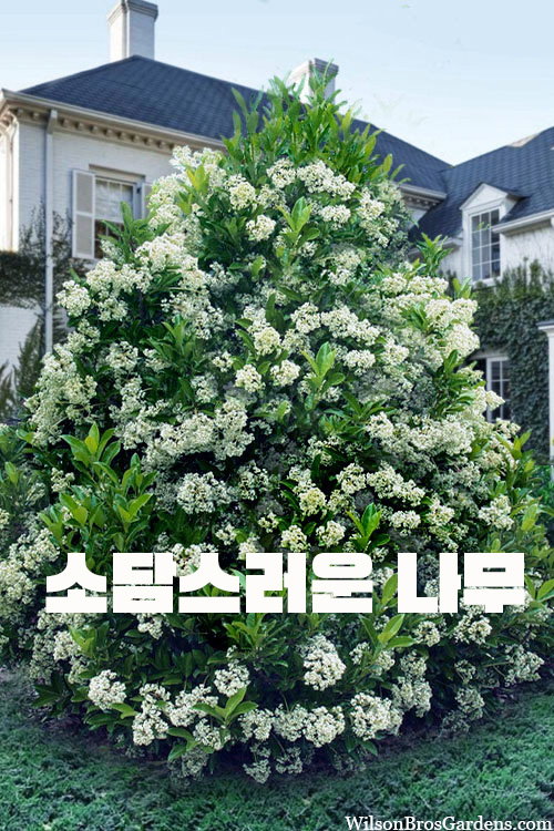  아왜나무 특징 아왜나무꽃과 꽃말 가격 열매의 효능