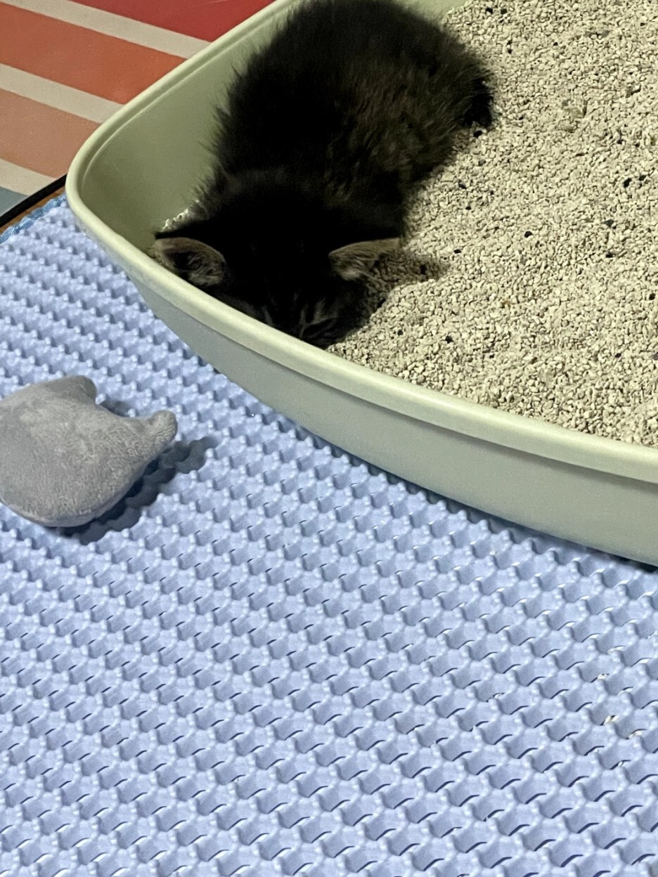 너무 귀여운 아기 고양이의 3