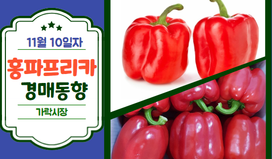  [경매사 일일보고] 11월 10일자 가락시장 홍파프리카 경매동향을 살펴보겠습니다!
