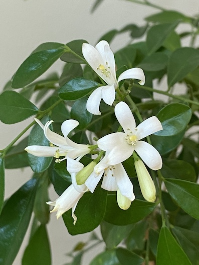 오렌지자스민 꽃