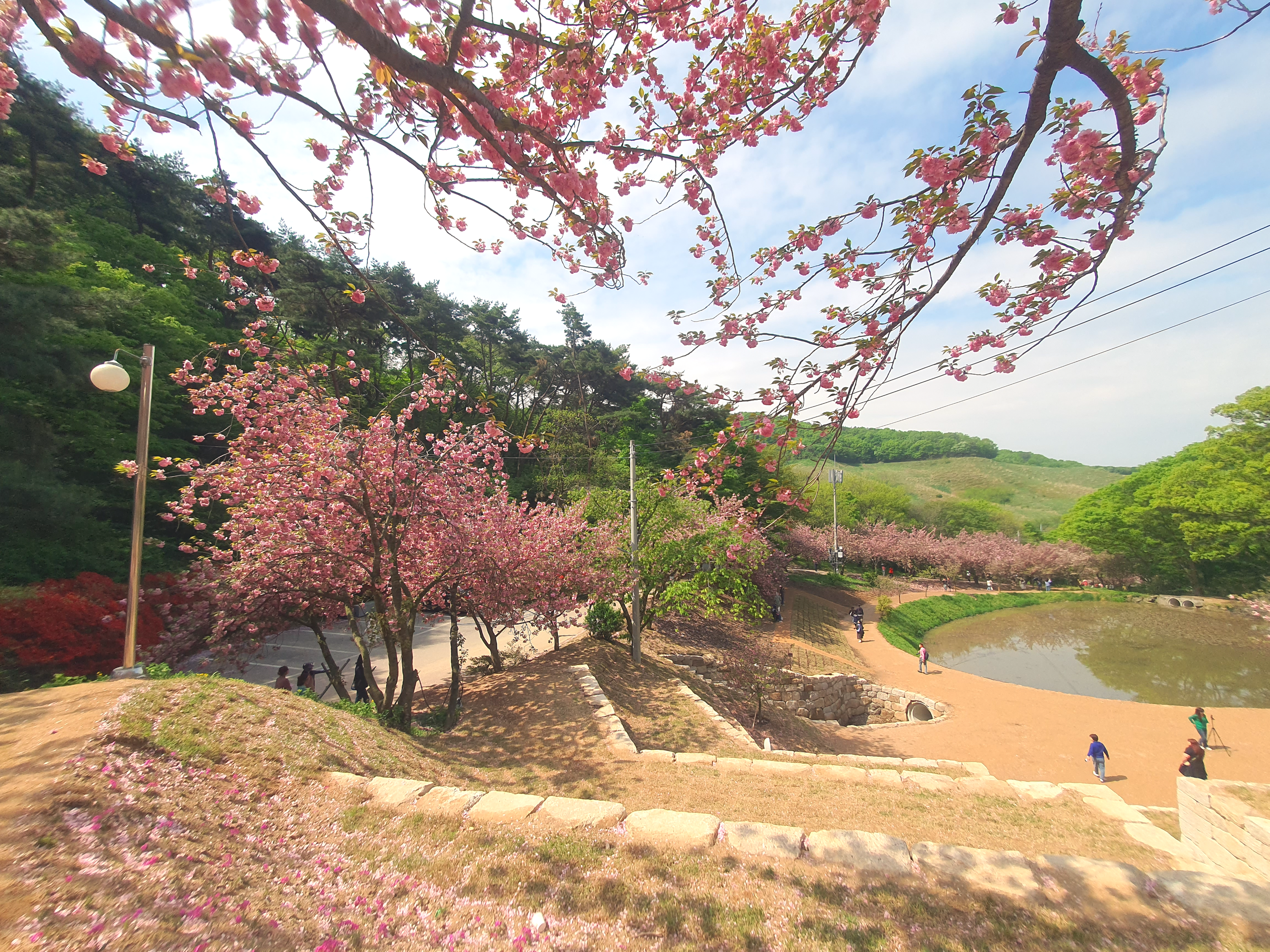 서산 문수사 겹벚꽃 명소(2024년 4월 23일)