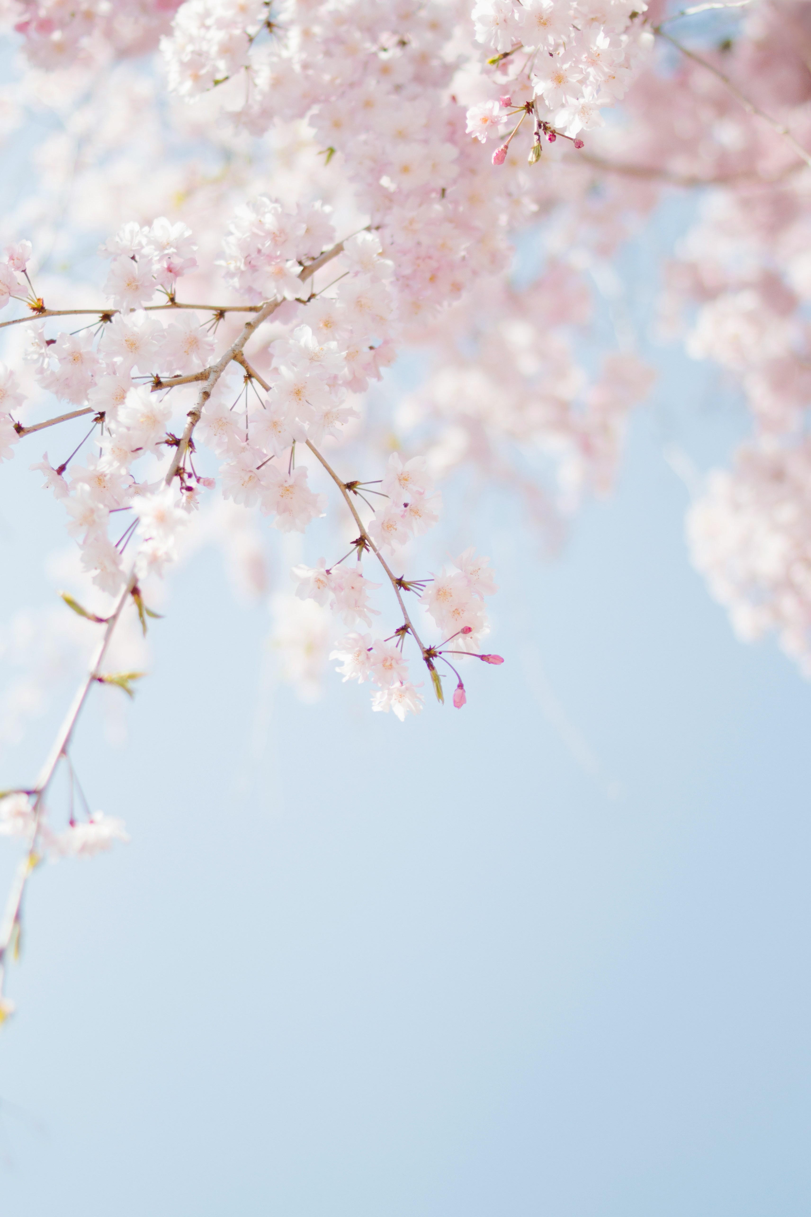 cherry blossom festival