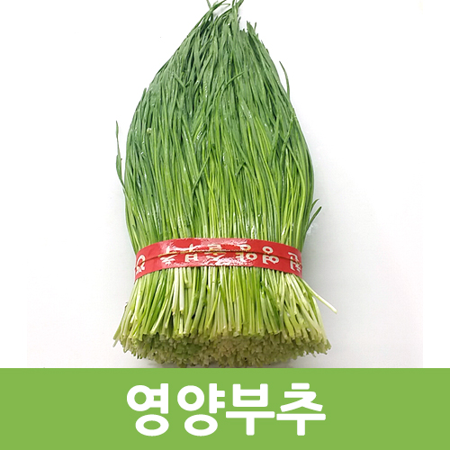  영양부추의 효능은 무엇이있을까요?!