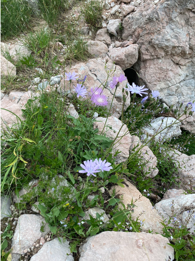 Cicerbita racemosa (Willd.) 보버드 1