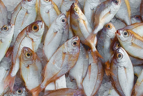 1. 단백질 식품 추천&#44; 생선