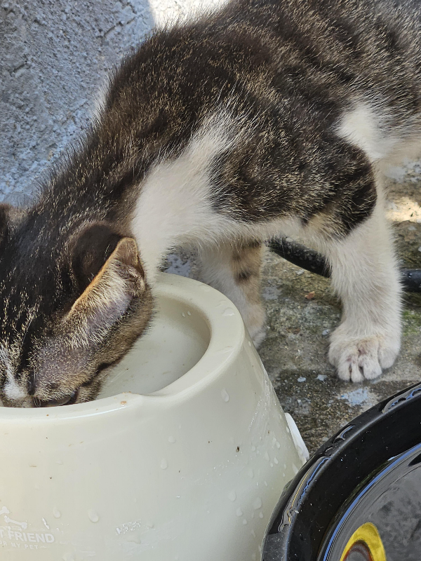 고양이 길고양이 도둑고양이 cat