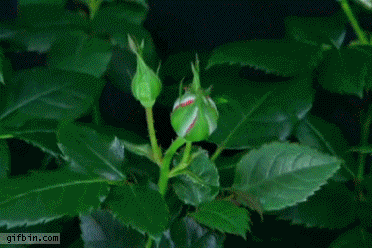 img.gif