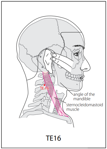 수소양삼초경(TE) > TE16 천유 (天牖) 1