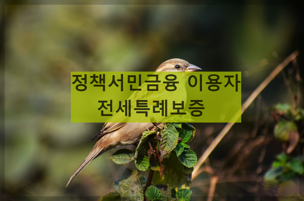  정책서민금융 이용자 전세특례보증, 조건 및 대출 받는 방법 알아보기