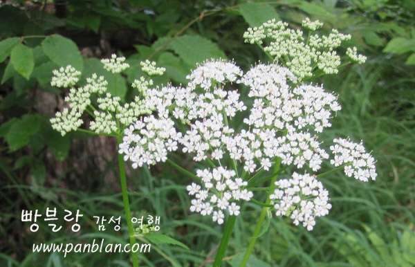 무감각 이미지