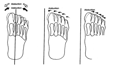 발가락 내전과 외전의 기준을 보여주기 위한 그림으로 2번째 발가락이 기준인 그림과 신체의 중심, 발 내측이 기준인 그림이 동시에 나온 것