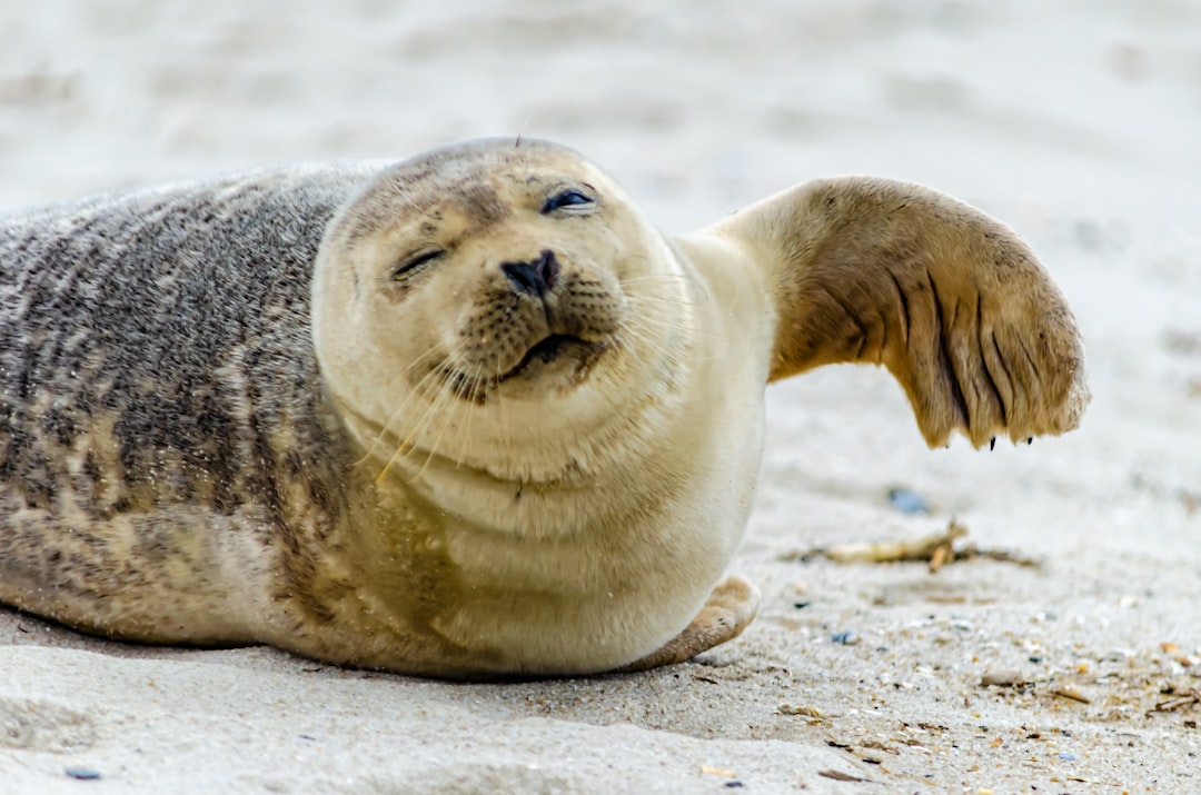 Sea lion