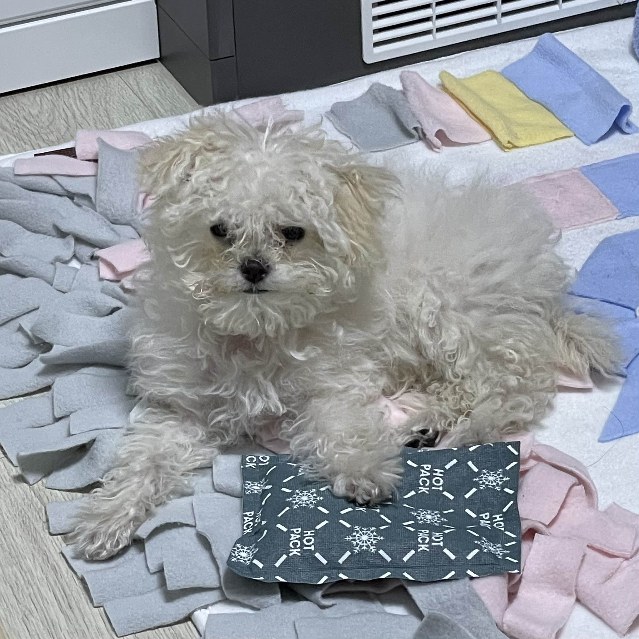  마늘이 첫미용