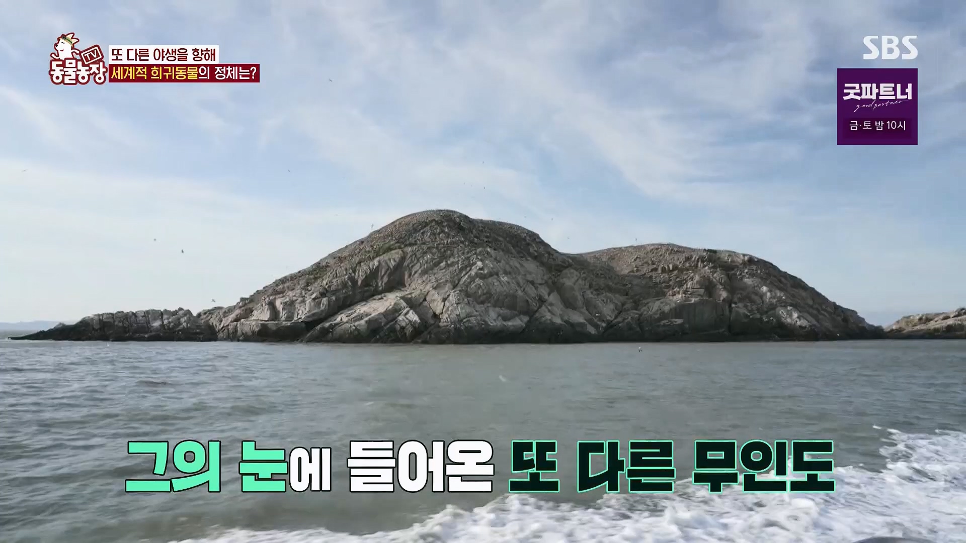 TV 동물농장.E1180.240714p.H264-F1RST.mp4_20240715_201731.256.jpg
