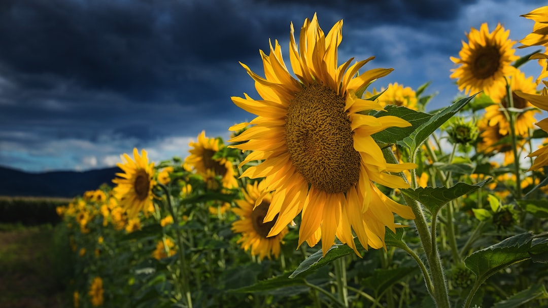Yield