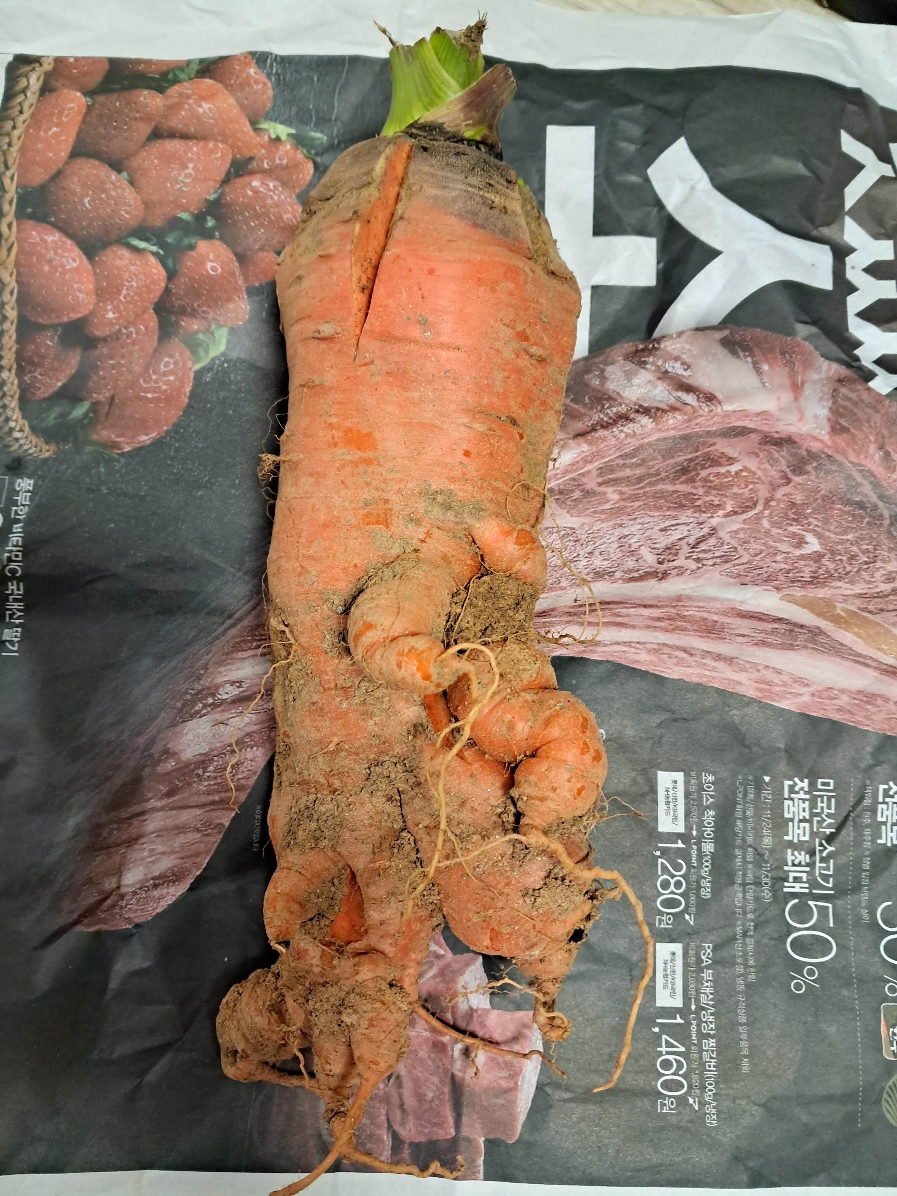  맞나 당근