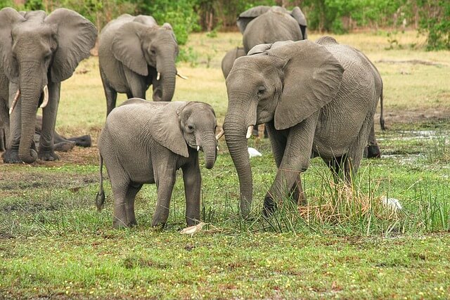 매혹적인 코끼리의 세계와 의사소통