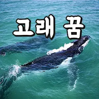 고래-돌고래-범고래-꿈-해몽-풀이-whale-dolphin-orca