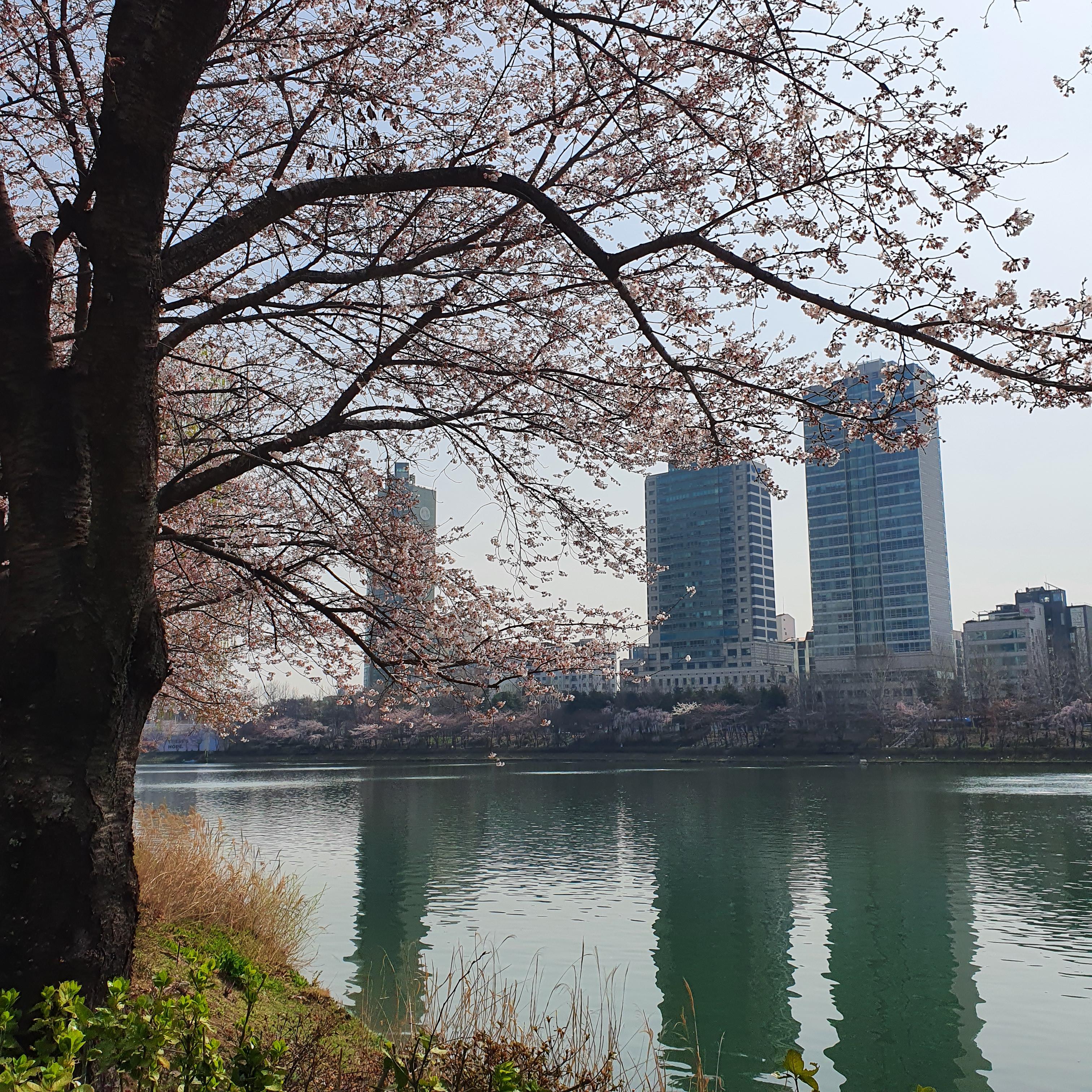 올해도 벚꽃과 추억을 남기다. (서울 벚꽃 명소 벚꽃 구경-석촌호수 벛꽃, 양재천 벚꽃) - undefined - 석촌호수 올해도 벚꽃과 추억을 남기다. (서울 벚꽃 명소 벚꽃 구경-석촌호수 벛꽃, 양재천 벚꽃) - undefined - 석촌호수