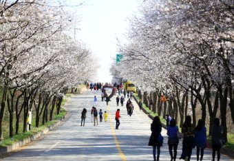 여주흥천남한강 벚꽃축제