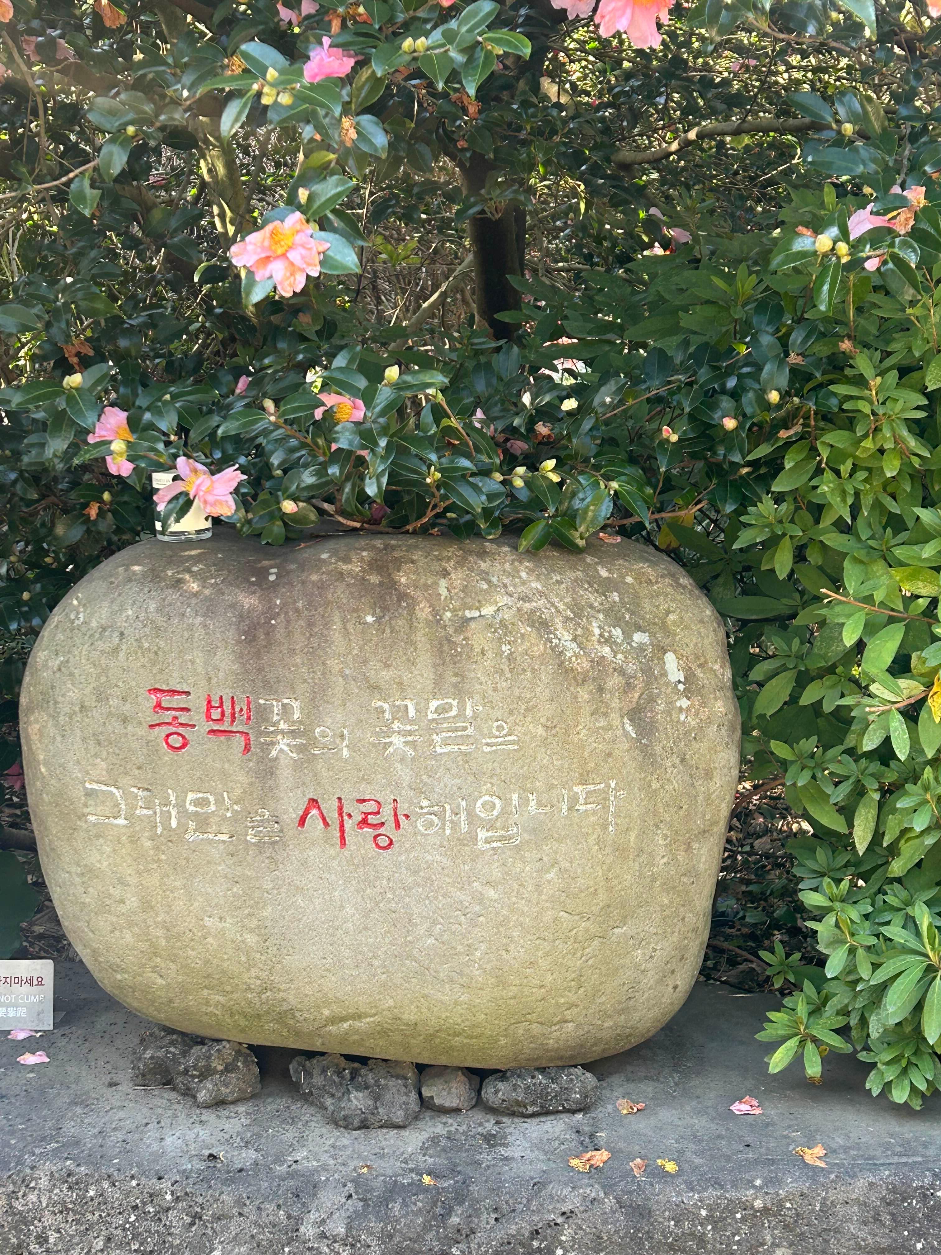 제주초록나무 이미지