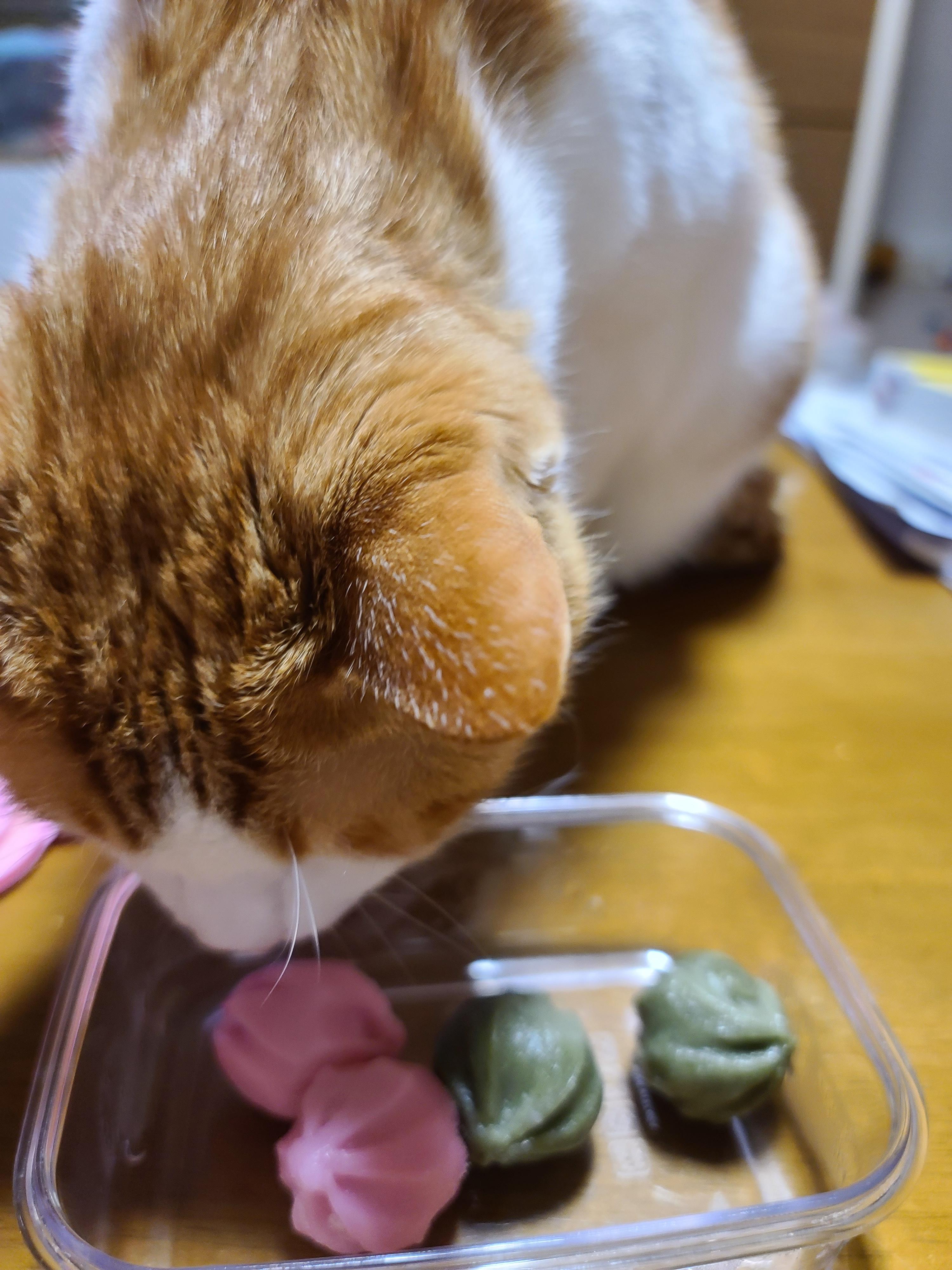 막둥이 삐용이의 장난감통 열기와 우리집 고양이들의 행동교정 방법.